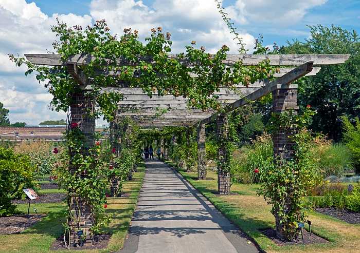 Vine Pergola